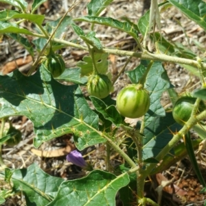 Solanum cinereum at Deakin, ACT - 16 Jan 2018 10:11 AM