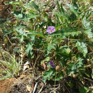 Solanum cinereum at Deakin, ACT - 16 Jan 2018 10:11 AM