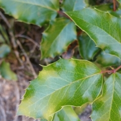 Berberis aquifolium (Oregon Grape) at Deakin, ACT - 16 Jan 2018 by nathkay
