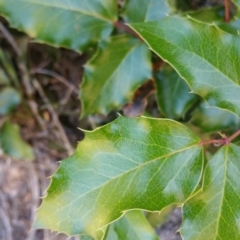 Berberis aquifolium (Oregon Grape) at Red Hill Nature Reserve - 15 Jan 2018 by nath_kay