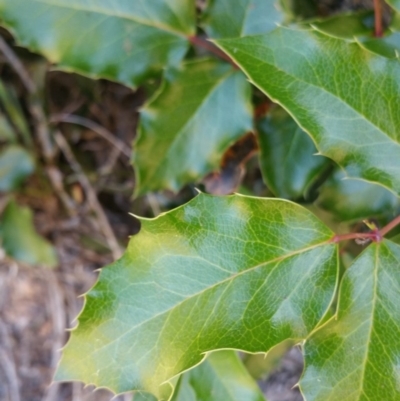 Berberis aquifolium (Oregon Grape) at Deakin, ACT - 16 Jan 2018 by nathkay