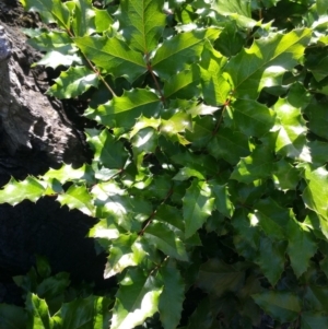 Berberis aquifolium at Deakin, ACT - 16 Jan 2018