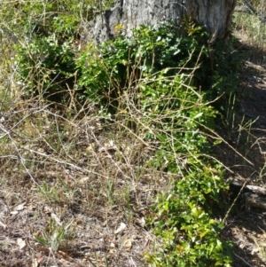 Berberis aquifolium at Deakin, ACT - 16 Jan 2018 10:13 AM