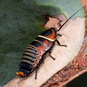 Ellipsidion australe at Lyneham, ACT - 12 Nov 2017 09:32 AM