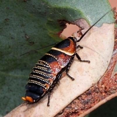 Ellipsidion australe (Austral Ellipsidion cockroach) at Bruce Ridge - 11 Nov 2017 by PeteWoodall