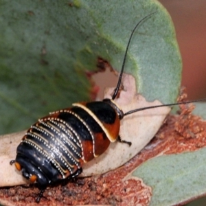 Ellipsidion australe at Lyneham, ACT - 12 Nov 2017