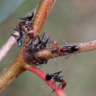 Iridomyrmex purpureus (Meat Ant) at Bruce Ridge - 11 Nov 2017 by PeteWoodall