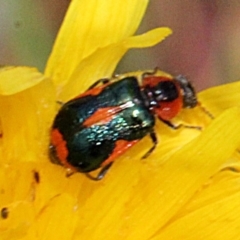 Dicranolaius villosus (Melyrid flower beetle) at Bruce Ridge - 11 Nov 2017 by PeteWoodall