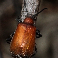 Ecnolagria grandis (Honeybrown beetle) at Bruce Ridge - 11 Nov 2017 by PeteWoodall