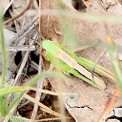 Praxibulus sp. (genus) (A grasshopper) at O'Connor, ACT - 11 Nov 2017 by PeteWoodall