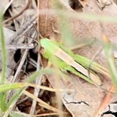 Praxibulus sp. (genus) (A grasshopper) at Bruce Ridge - 11 Nov 2017 by PeteWoodall