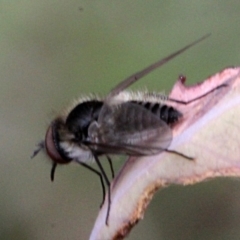 Geron sp. (genus) (Slender Bee Fly) at O'Connor, ACT - 11 Nov 2017 by PeteWoodall