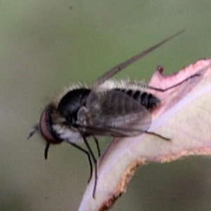 Geron sp. (genus) at O'Connor, ACT - 12 Nov 2017