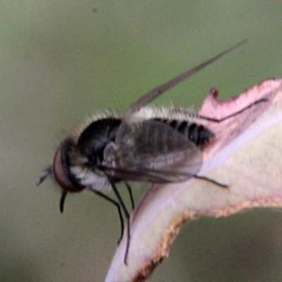 Geron sp. (genus) (Slender Bee Fly) at O'Connor, ACT - 11 Nov 2017 by PeteWoodall