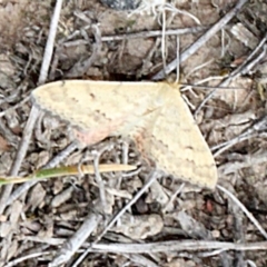 Scopula rubraria (Reddish Wave, Plantain Moth) at O'Connor, ACT - 12 Nov 2017 by PeteWoodall