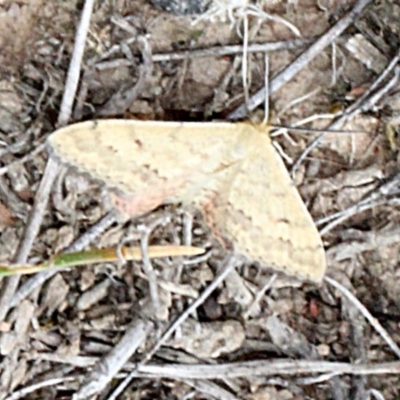 Scopula rubraria (Reddish Wave, Plantain Moth) at Bruce Ridge - 11 Nov 2017 by PeteWoodall