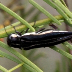 Agrilus hypoleucus (Hypoleucus jewel beetle) at Lyneham, ACT - 12 Nov 2017 by PeteWoodall