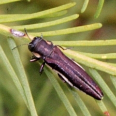 Agrilus hypoleucus at Lyneham, ACT - 12 Nov 2017