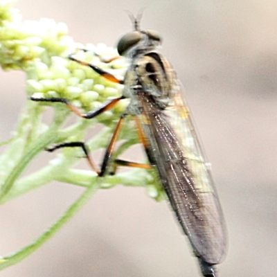 Cerdistus sp. (genus) (Yellow Slender Robber Fly) at O'Connor, ACT - 11 Nov 2017 by PeteWoodall