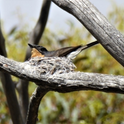 Myiagra cyanoleuca (Satin Flycatcher) at Bolaro, NSW - 3 Jan 2018 by DavidMcKay