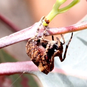 Carepalxis sp. (genus) at O'Connor, ACT - 12 Nov 2017 10:07 AM