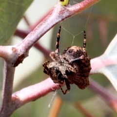 Carepalxis sp. (genus) at O'Connor, ACT - 12 Nov 2017