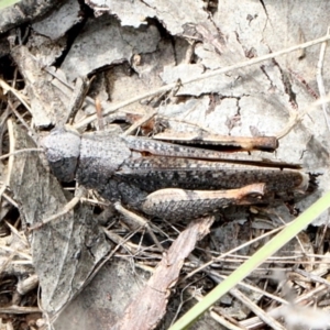 Cirphula pyrrhocnemis at O'Connor, ACT - 12 Nov 2017 10:09 AM