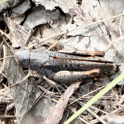 Cirphula pyrrhocnemis (Variable Cirphula) at O'Connor, ACT - 11 Nov 2017 by PeteWoodall