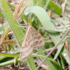 Scopula rubraria (Reddish Wave, Plantain Moth) at O'Connor, ACT - 12 Nov 2017 by PeteWoodall