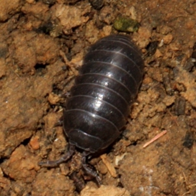 Armadillidium vulgare (Slater bug, woodlouse, pill bug, roley poley) at Lyneham, ACT - 12 Nov 2017 by PeteWoodall