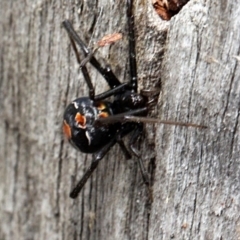 Latrodectus hasselti (Redback Spider) at Lyneham, ACT - 12 Nov 2017 by PeteWoodall