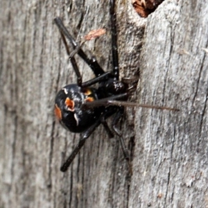 Latrodectus hasselti at Lyneham, ACT - 12 Nov 2017