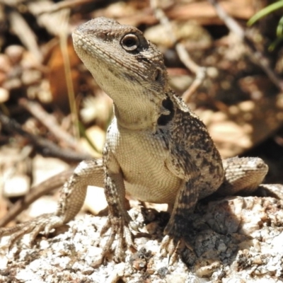 Amphibolurus muricatus (Jacky Lizard) at Paddys River, ACT - 16 Jan 2018 by JohnBundock