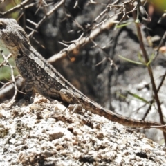 Amphibolurus muricatus at Paddys River, ACT - 16 Jan 2018