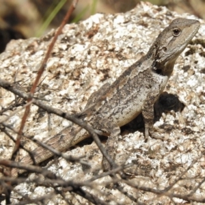 Amphibolurus muricatus at Paddys River, ACT - 16 Jan 2018