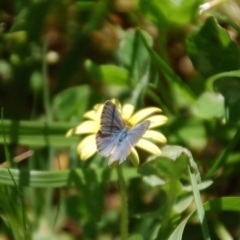 Zizina otis (Common Grass-Blue) at Aranda, ACT - 31 Oct 2016 by KMcCue