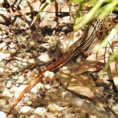 Ctenotus taeniolatus (Copper-tailed Skink) at Paddys River, ACT - 15 Jan 2018 by JohnBundock