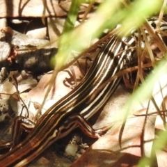 Ctenotus taeniolatus at Paddys River, ACT - 16 Jan 2018 10:35 AM