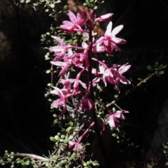 Dipodium punctatum (Blotched Hyacinth Orchid) at Paddys River, ACT - 15 Jan 2018 by JohnBundock