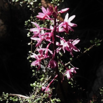 Dipodium punctatum (Blotched Hyacinth Orchid) at Paddys River, ACT - 16 Jan 2018 by JohnBundock