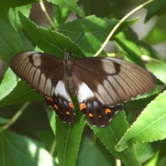 Papilio aegeus (Orchard Swallowtail, Large Citrus Butterfly) at Aranda, ACT - 18 Feb 2016 by KMcCue