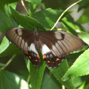 Papilio aegeus at Aranda, ACT - 18 Feb 2016 05:26 AM