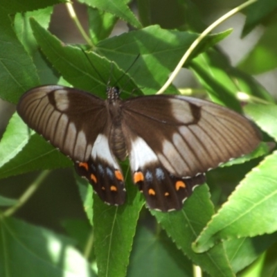 Papilio aegeus (Orchard Swallowtail, Large Citrus Butterfly) at Aranda, ACT - 18 Feb 2016 by KMcCue