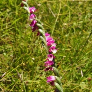 Spiranthes australis at Paddys River, ACT - suppressed