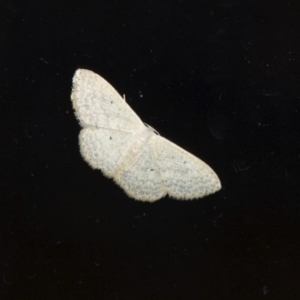 Scopula (genus) at Aranda, ACT - 6 Mar 2012