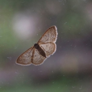 Scopula (genus) at Aranda, ACT - 6 Mar 2012