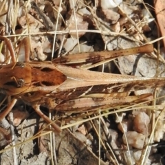 Gastrimargus musicus (Yellow-winged Locust or Grasshopper) at Birrigai - 15 Jan 2018 by JohnBundock