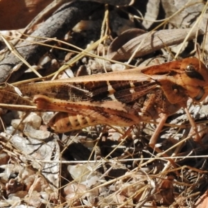 Gastrimargus musicus at Paddys River, ACT - 16 Jan 2018 09:51 AM