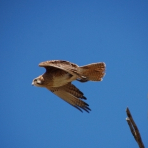 Falco berigora at Rendezvous Creek, ACT - 11 Sep 2016 03:30 AM