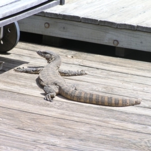 Varanus rosenbergi at Bywong, NSW - 10 Oct 2015